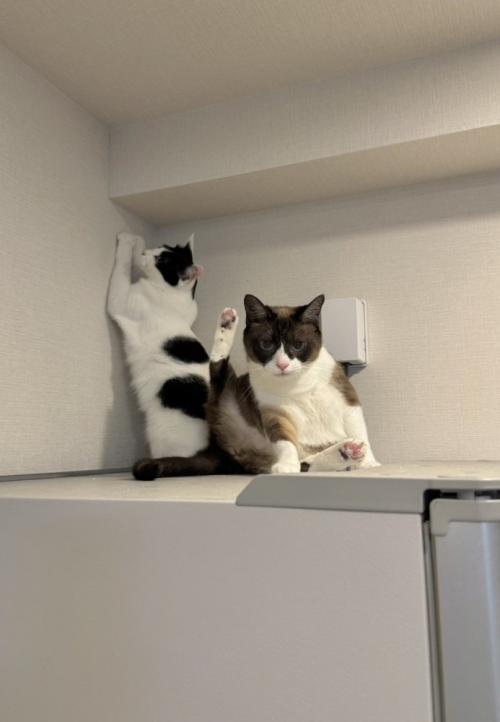 爪とぎしそうな猫と座る猫