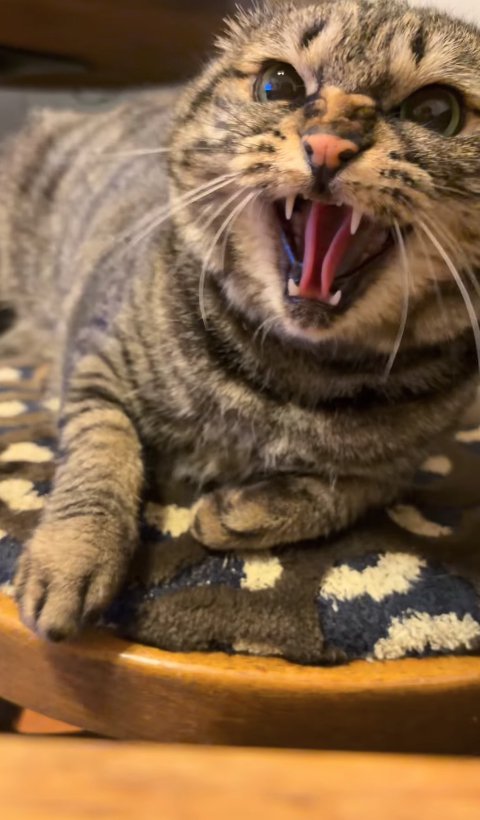 威嚇しているキジトラの顔アップ
