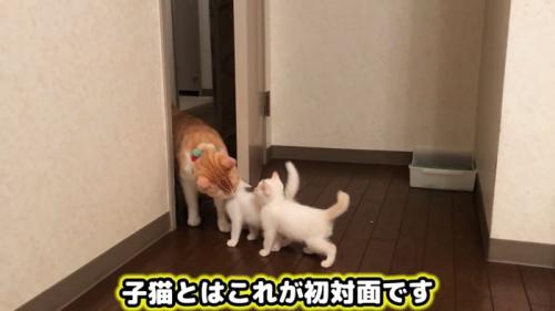 部屋に入ってきて子猫と対面する成猫