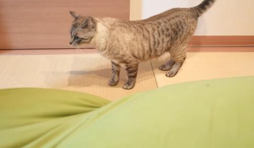 止まる猫