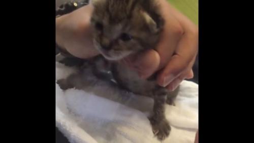 目が開いたばかりの子猫