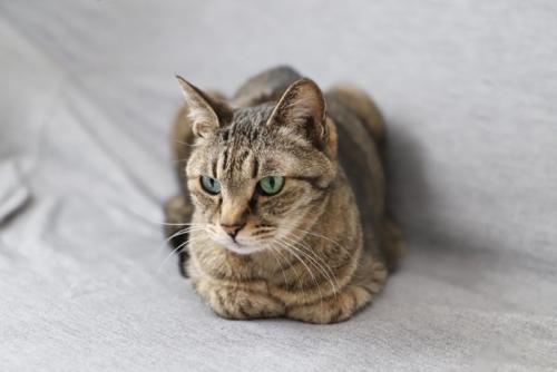 香箱座りのキジトラ