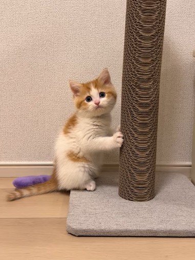 爪とぎポールの前に立つ猫