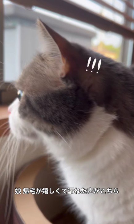 窓から外を見ている猫