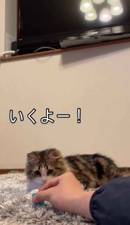 おもちゃを狙う猫2