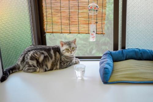 窓辺でくつろぐ猫