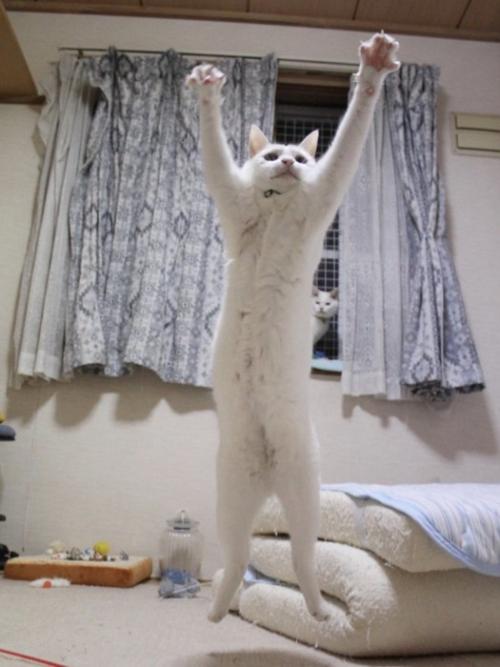 猫がジャンプした瞬間