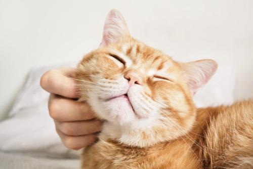幸せそうな猫
