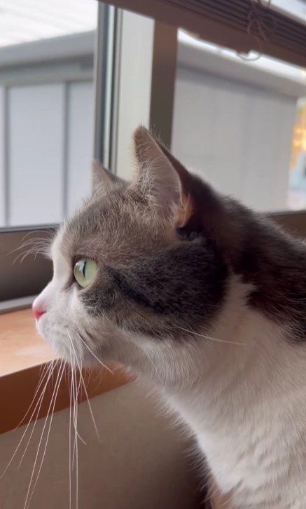 窓から外を見ている猫