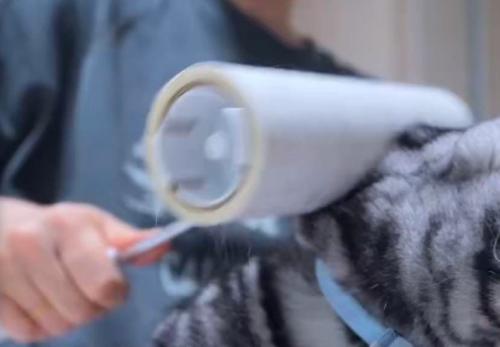 猫の体に転がしている粘着シート