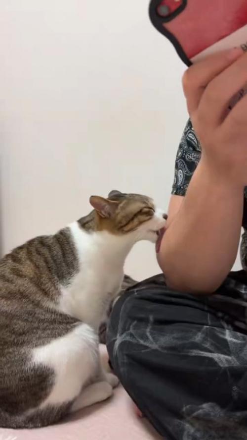 人の腕をなめる猫