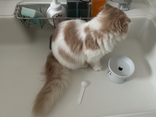 シンクの中に座る猫