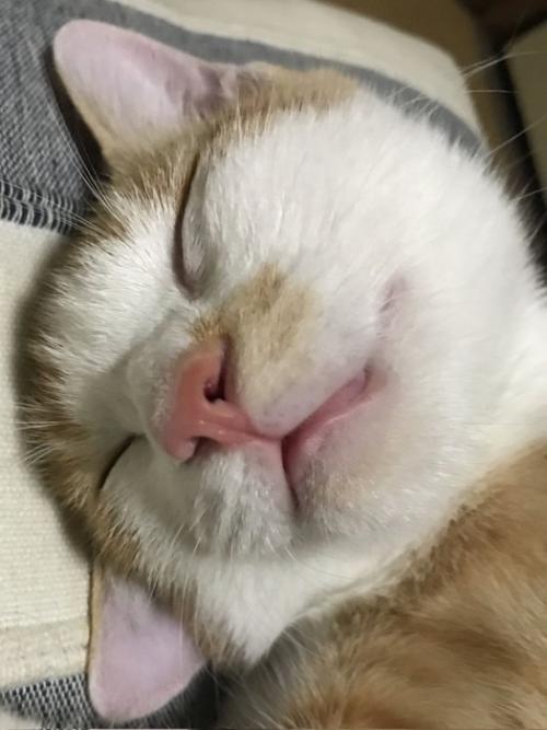 眠る猫の顔のアップ