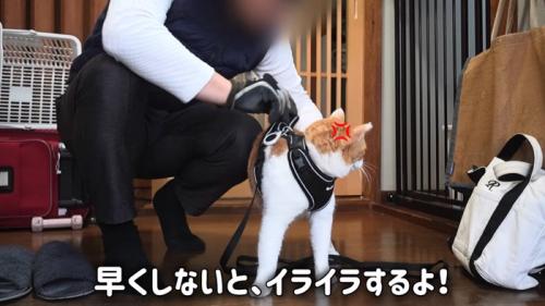 後ろを向く猫