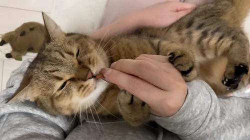 おやつを食べながらまばたきをして甘えるみにらくん