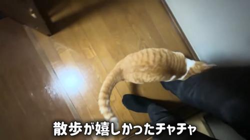 人の足元にいる猫