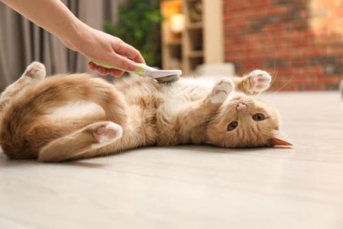 お腹を出す猫