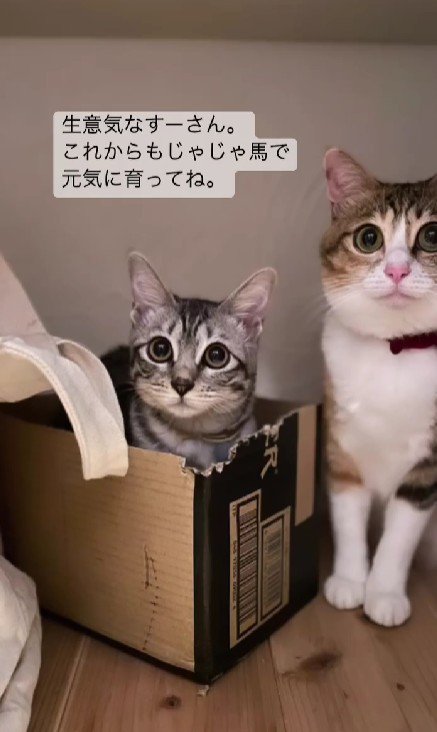 箱に入った子猫ととなりに座る猫