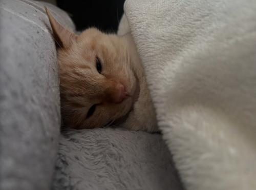 布団をかけて人間のように寝ている猫