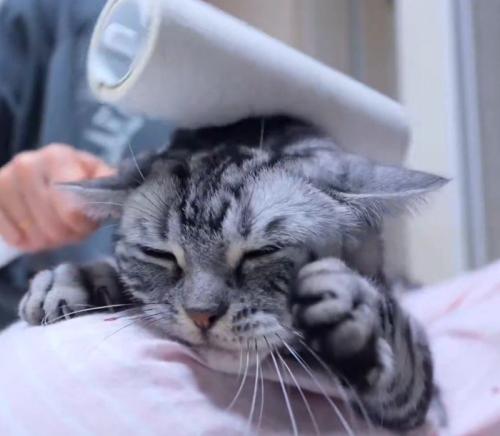 耳の近くに粘着シートを転がされてうっとりする猫