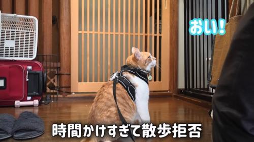 座る猫の後ろ姿