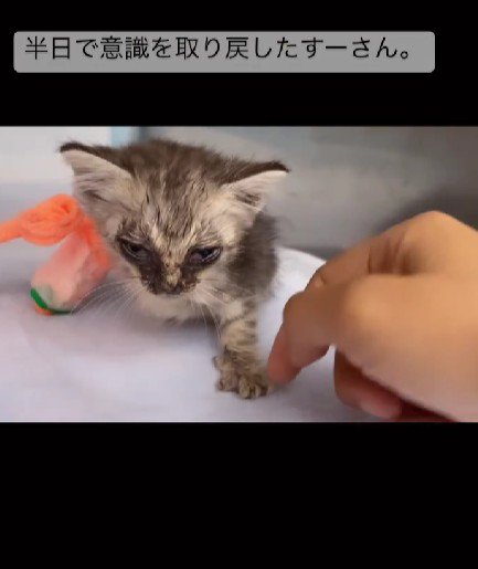 ボロボロの子猫