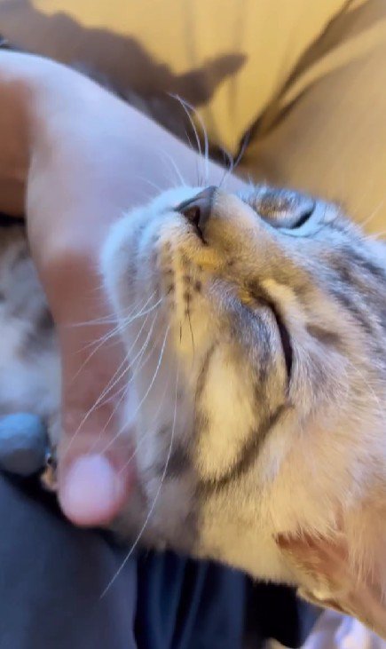 なでられる子猫