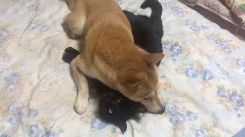 猫の上に乗る犬