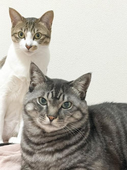 前を見て座る2匹の猫