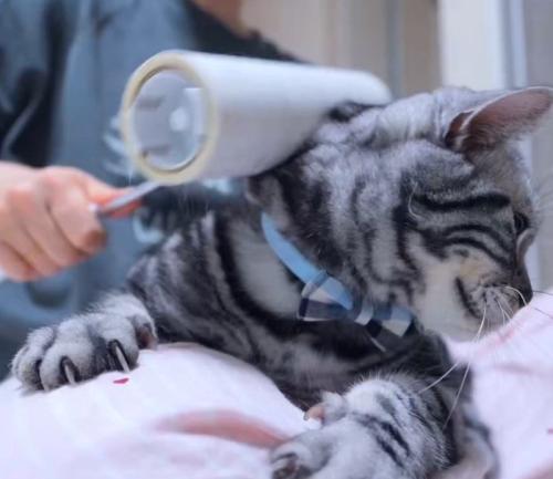 粘着シートを猫の体に転がす飼い主