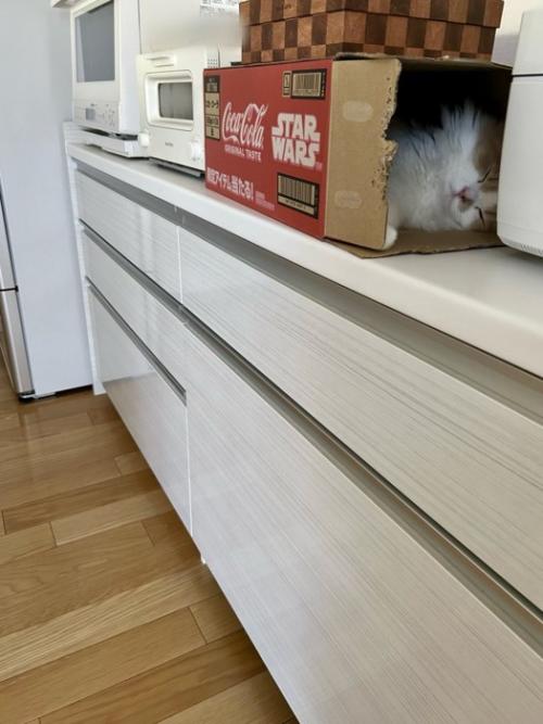 棚の上に置かれた段ボールの中にいる猫