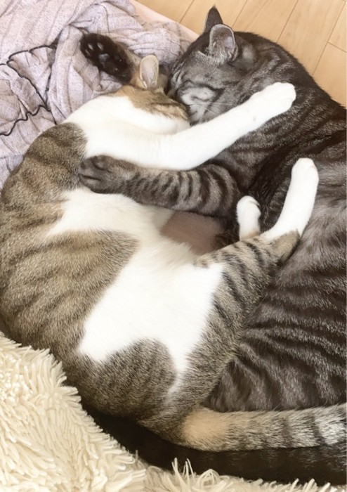 向かい合って寝る猫