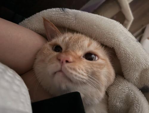 一緒に布団の中に入っている飼い主と猫