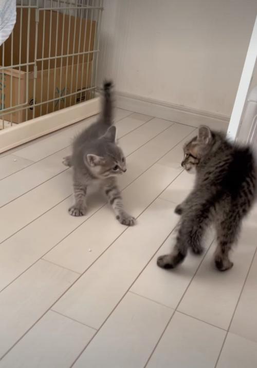 威嚇する子猫