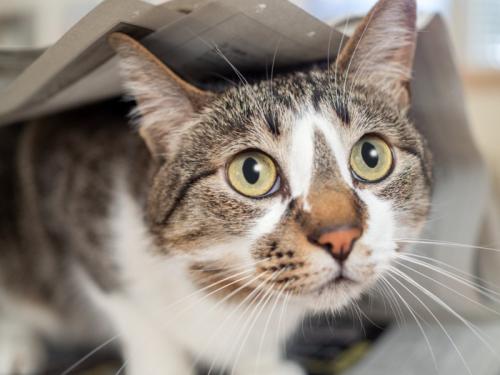 頭の上に新聞紙が乗っている猫