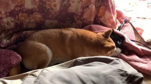 横になる犬