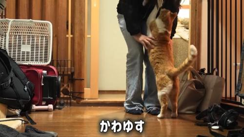 立ち上がる猫