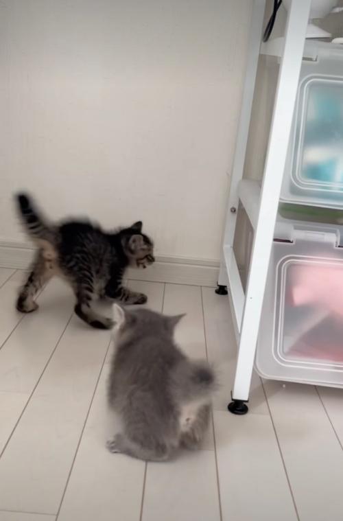 威嚇する子猫と驚く子猫