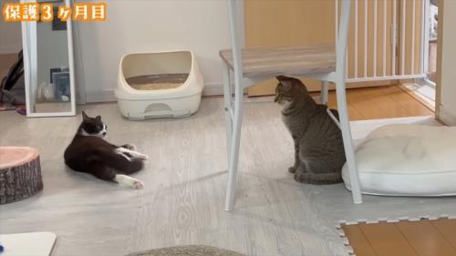 先住猫さんと