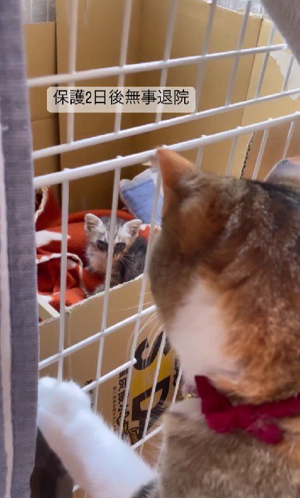 ケージの中の子猫を見る猫