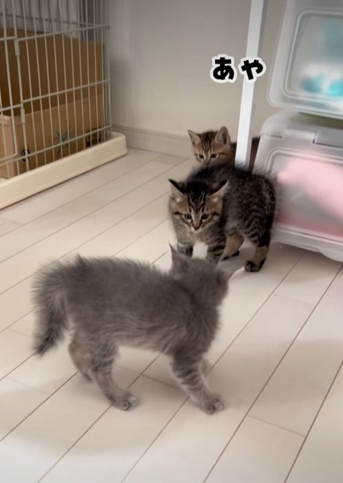 後ろから現れる子猫