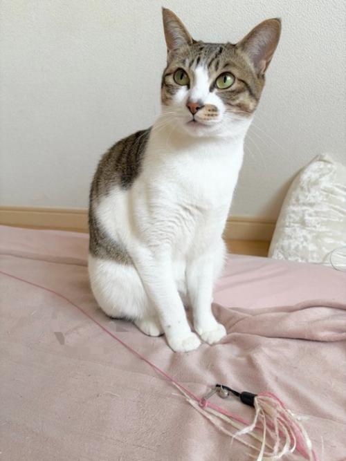 お座りする猫