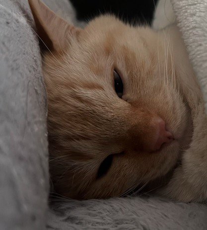 布団に入っている猫の顔