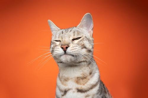 嫌がる猫