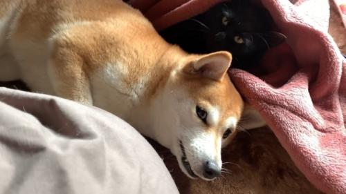 横になってカメラ目線になる犬