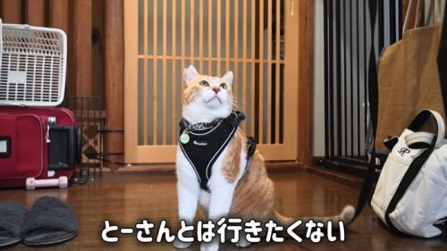 座って見上げる猫