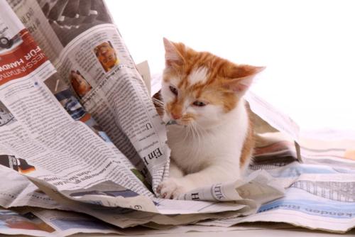 新聞にいたずらする猫