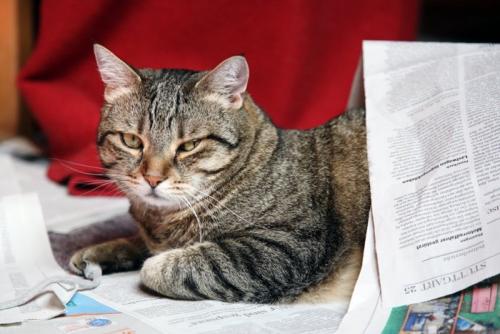 新聞の上でまったりする猫