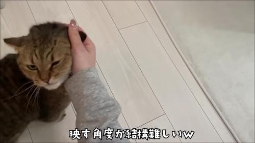 飼い主さんに撫でられるところを撮影されるみにらくん
