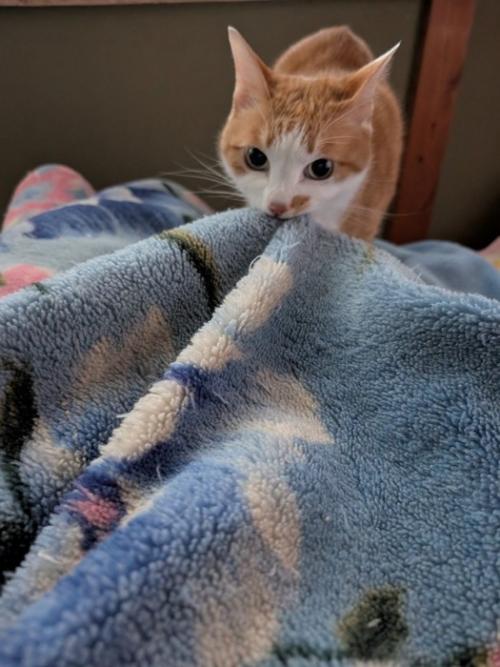 布団を噛んで引っ張る猫